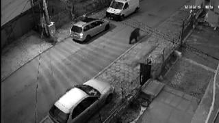 Огромна мечка препуска по улиците на Владая, столичани бягат паникьосани ВИДЕО
