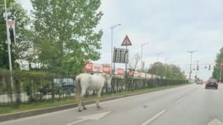 Това рядко животно се появи на булевард в Пловдив и взриви мрежата 