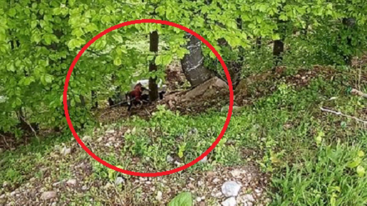 Мистериозно меле на пътя за „Леденика“ озадачи всички