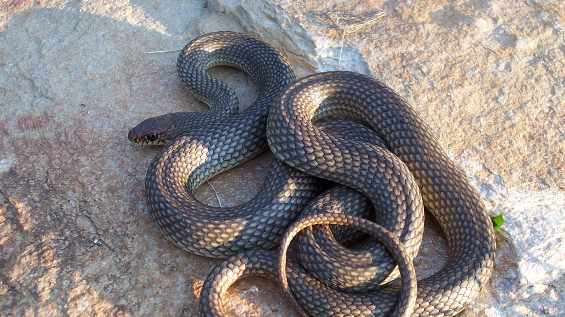 Бягайте далече: Ето коя е най-дългата змия в България