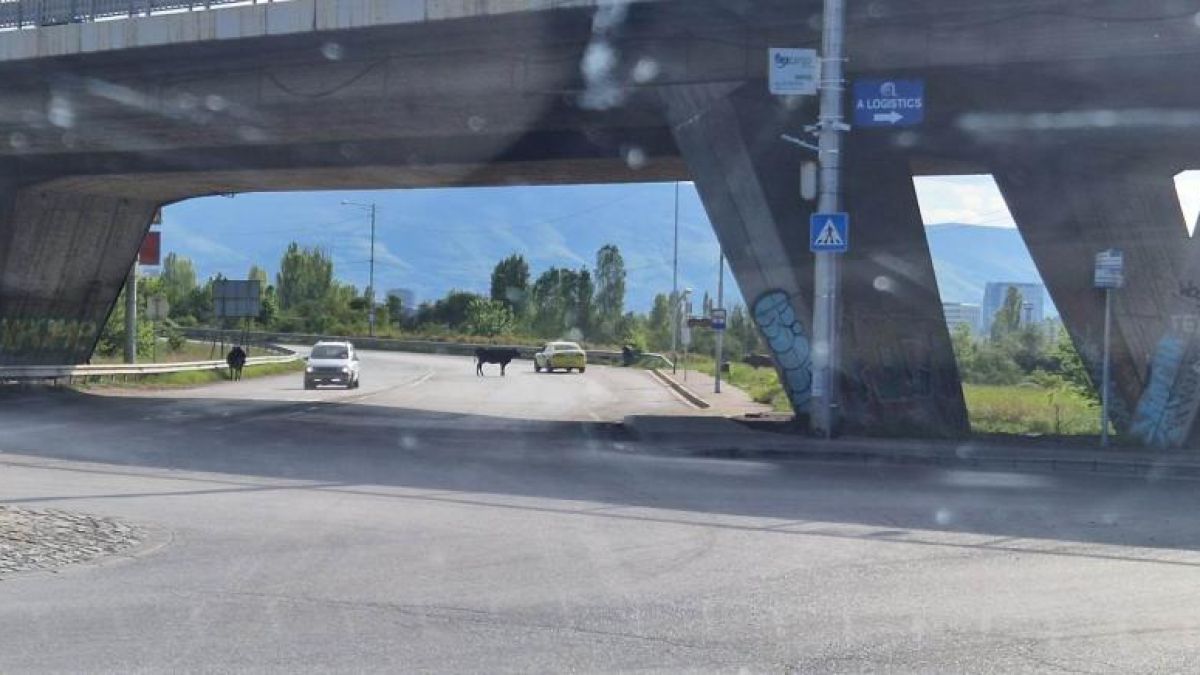 СНИМКА позори България, ние ли сме "Дивият запад на Балканите"