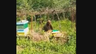 Страшен неканен гостенин се разхожда из вилите в Габровско ВИДЕО 