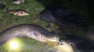 Екшън с бракониери край язовир "Огоста" заради 100-кг. звяр