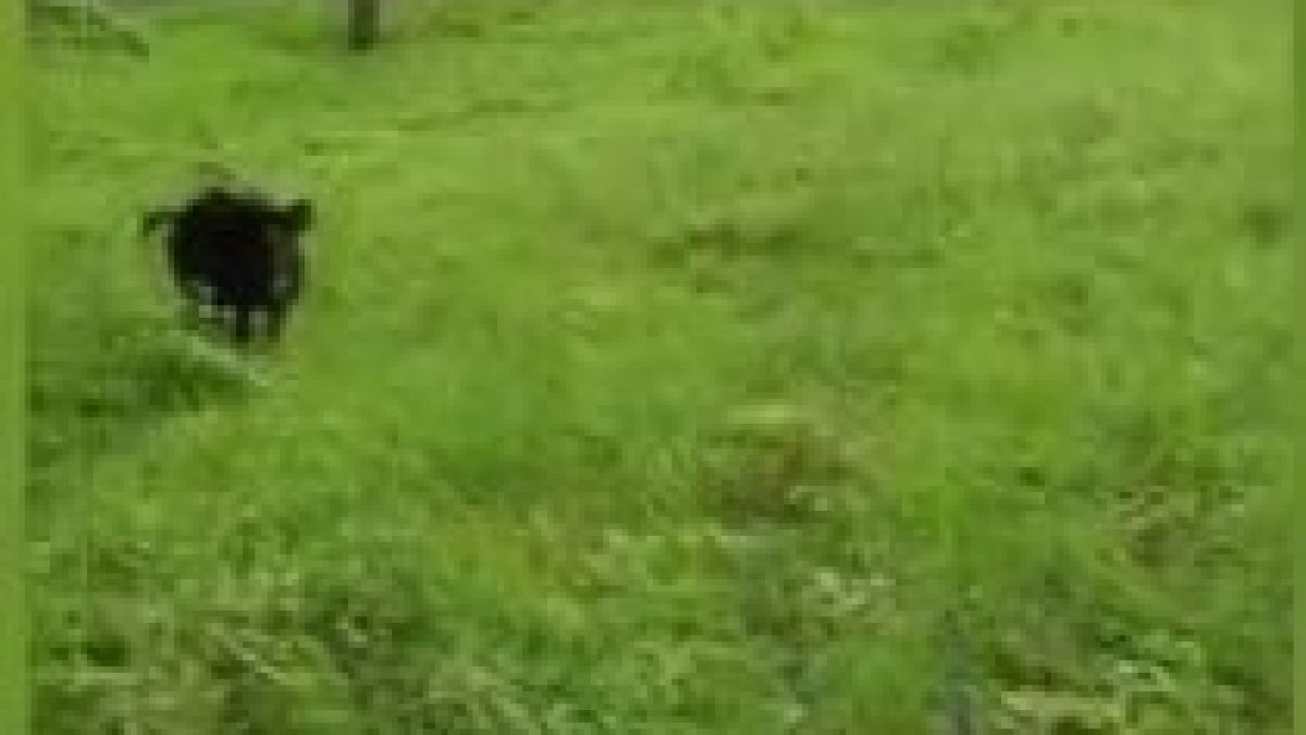 Кошмарът в Габровско няма край! Нова свирепа напаст обикаля региона ВИДЕО 