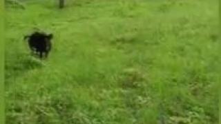 Кошмарът в Габровско няма край! Нова свирепа напаст обикаля региона ВИДЕО 