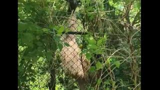 Шаш! Невиждана в София птица броди из шубраците в "Манастирски ливади" ВИДЕО