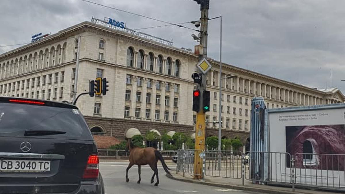 Столичани ахнаха! Какво препуска в топ центъра на София СНИМКИ