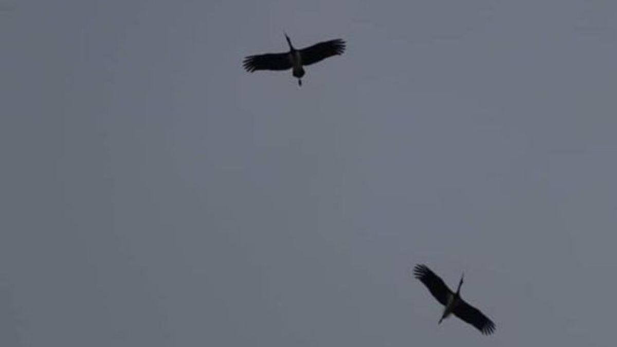 Рядка черна птица се появи в Плевенско 