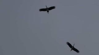 Рядка черна птица се появи в Плевенско 