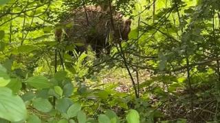 Младеж видя мечка край пътя в Троянско и направи немислимото ВИДЕО