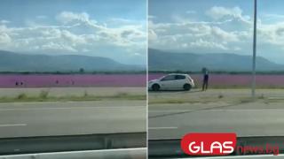 В полето на пътя Пловдив-Асеновград почерня от народ, какво се случва ВИДЕО