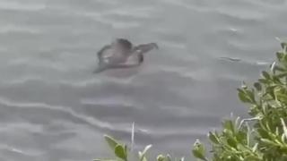 Загадъчно същество изплува от морето, никой не знае какво е ВИДЕО