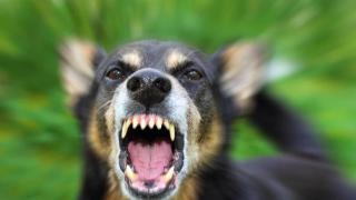 Няма край! Варненци пропищяха от свирепа напаст  СНИМКА