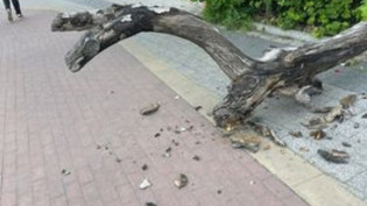 Майка с дете преживя неописуем ужас на централен пловдивски булевард СНИМКИ 