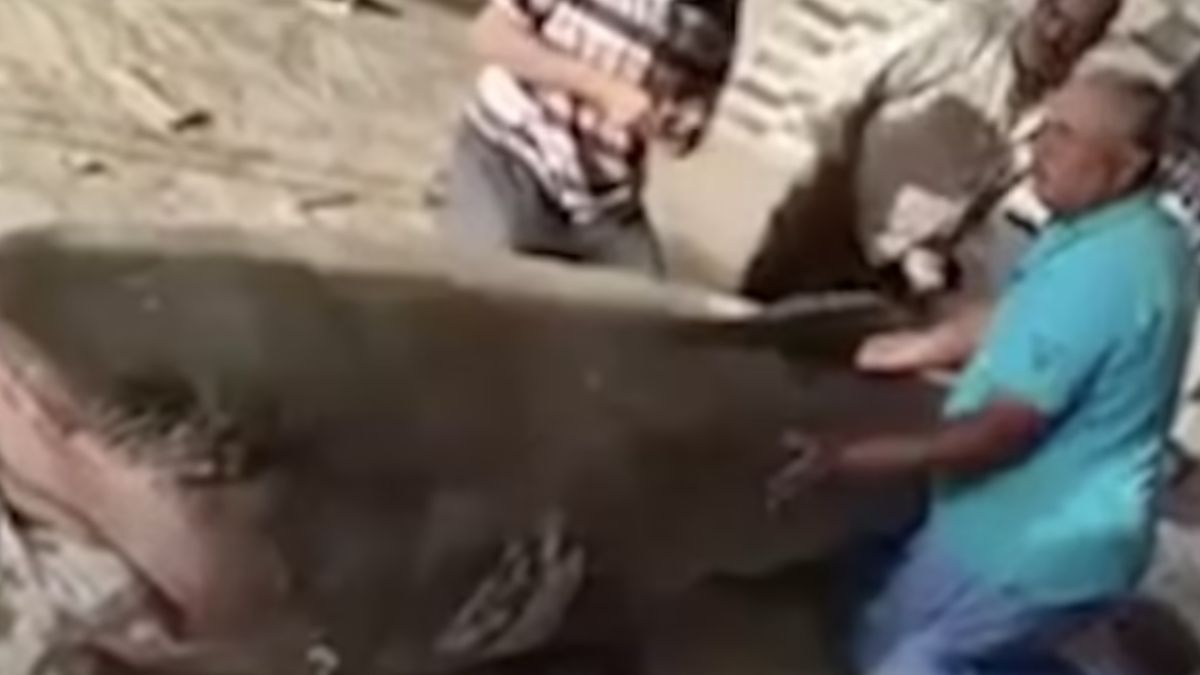 Египет мумифицира акулата, изяла руския турист, ще я показва в музей ВИДЕО