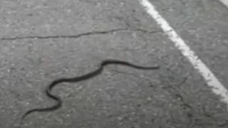 Паника в Благоевград заради страшна напаст, навсякъде плъзнаха... СНИМКА