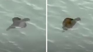 Странно животно се появи край бреговете на САЩ, учените са объркани ВИДЕО