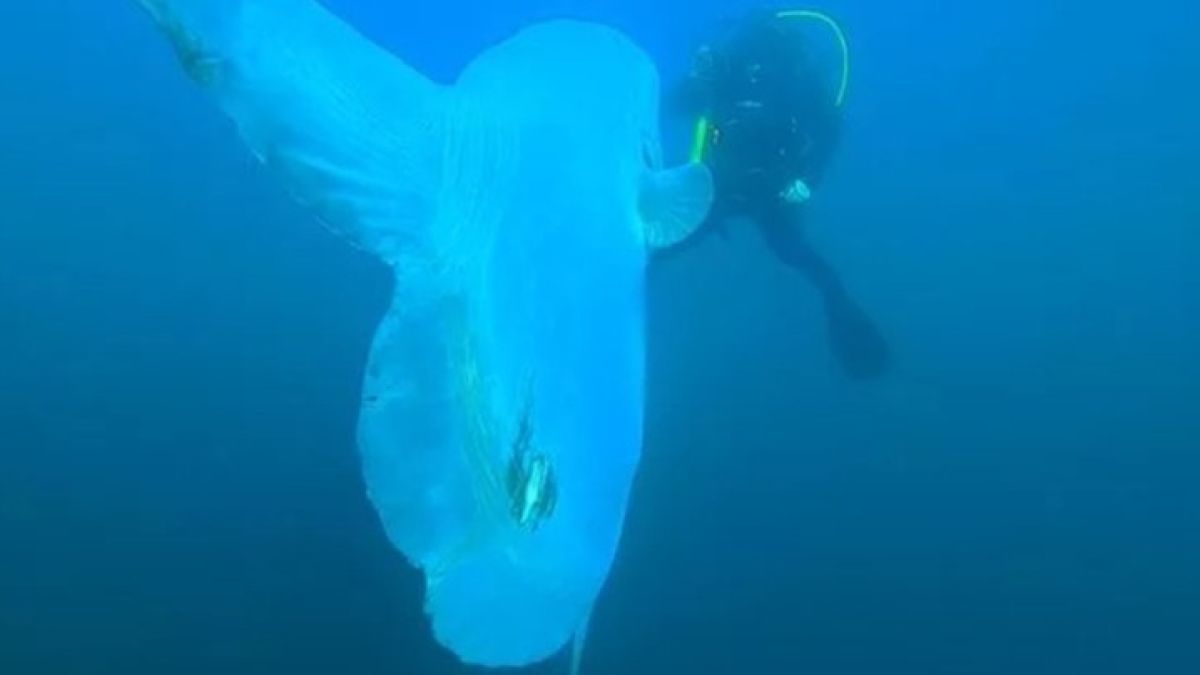 Рядко морско „чудовище" изкара акъла на водолази СНИМКИ