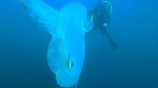 Рядко морско „чудовище" изкара акъла на водолази СНИМКИ