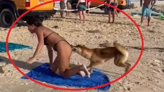 Полугола мадама се препичаше на плажа, а куче я подуши отзад и я... ВИДЕО 18+
