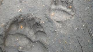 Видите ли това нещо в гората, бягайте в обратна посока с всички сили СНИМКИ 