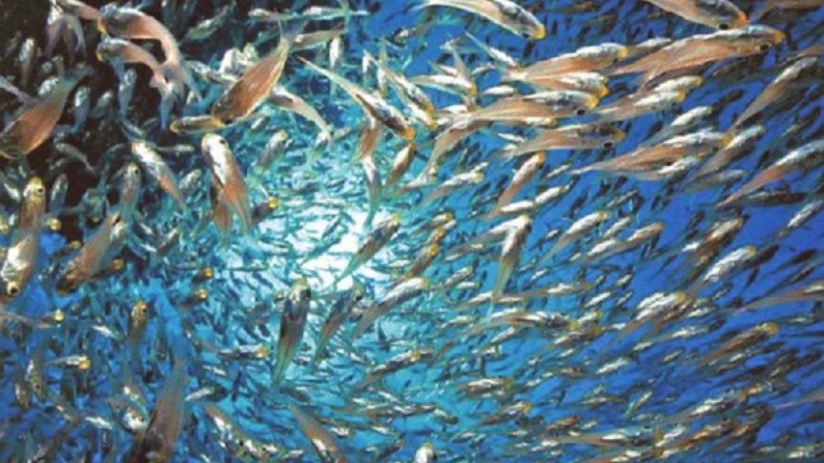 Трупове изплуват от Черно море, а рибар разкри истината за случващото се
