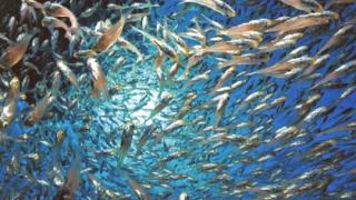 Трупове изплуват от Черно море, а рибар разкри истината за случващото се