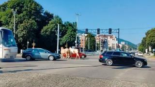Необичайни участници в движението изненадаха столичани: От Джулая ли се връщат? ВИДЕО
