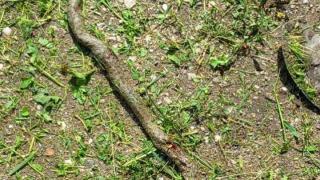 Страшна напаст напъпли Пиринско