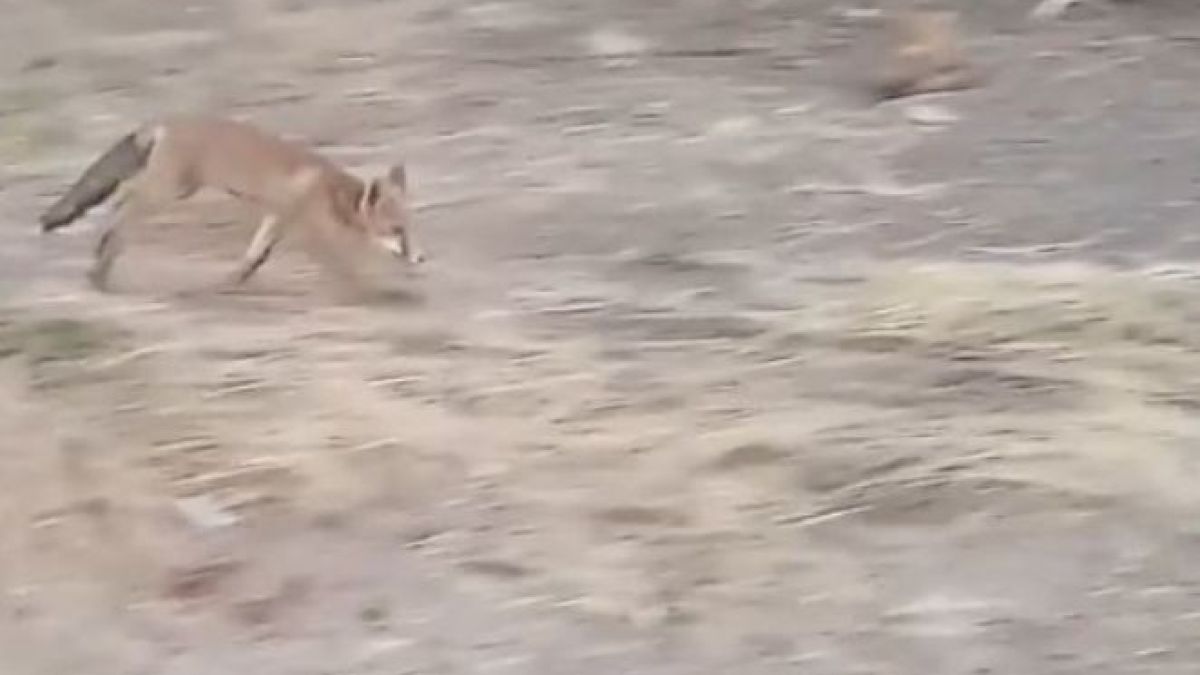Опасен хищник ококори туристите в Несебър ВИДЕО 