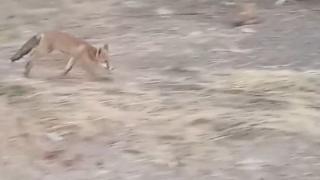 Опасен хищник ококори туристите в Несебър ВИДЕО 