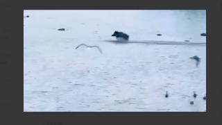 Страшен звяр е забелязан в Кърджали ВИДЕО