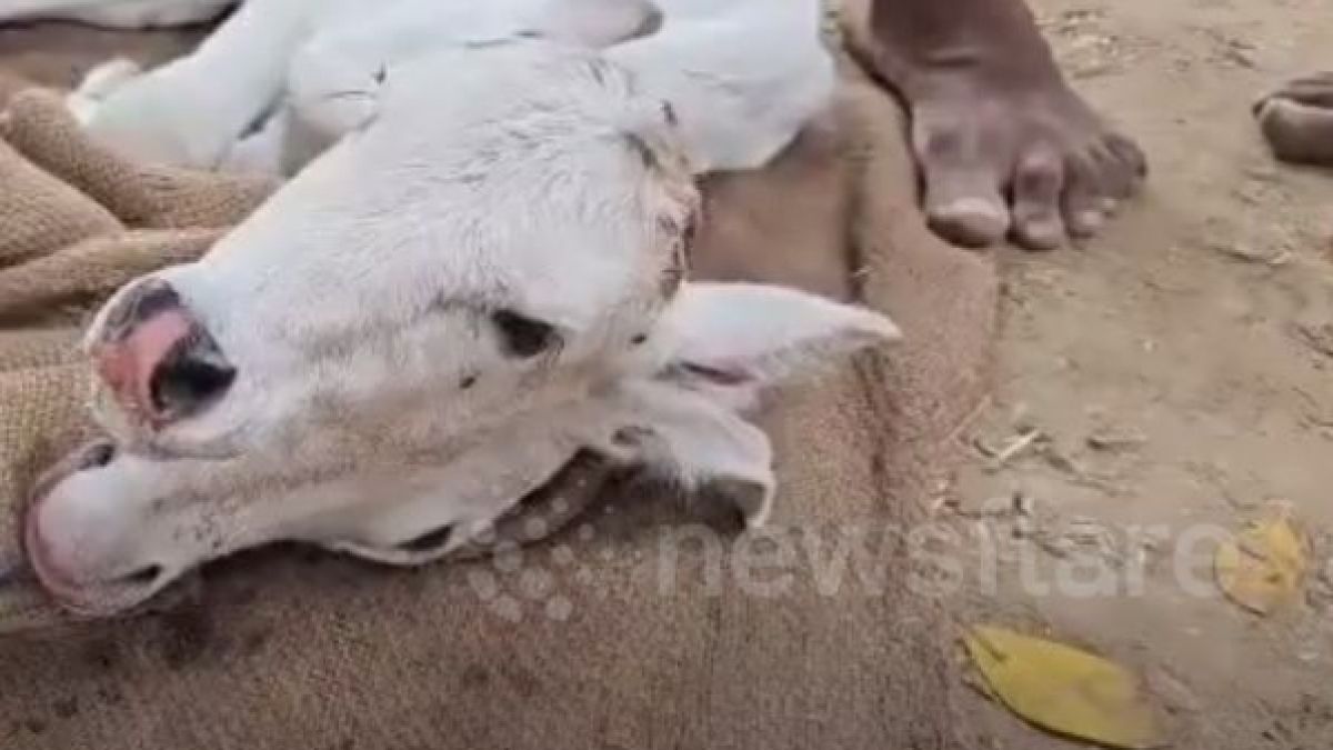 Индийци се стичат към малко село, за да се кланят на странна твар с две глави СНИМКИ 