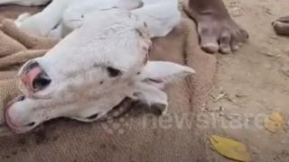 Индийци се стичат към малко село, за да се кланят на странна твар с две глави СНИМКИ 