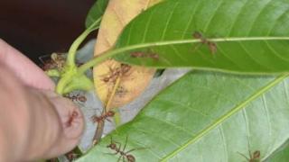 Мъж натика пениса си в мравуняк, за да му стане по-голям и... ВИДЕО 18+