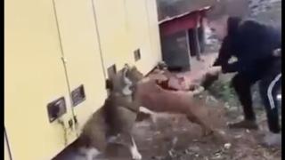 Изверг насъска питбула си да убие вързано куче, мрежата кипна ВИДЕО 18+