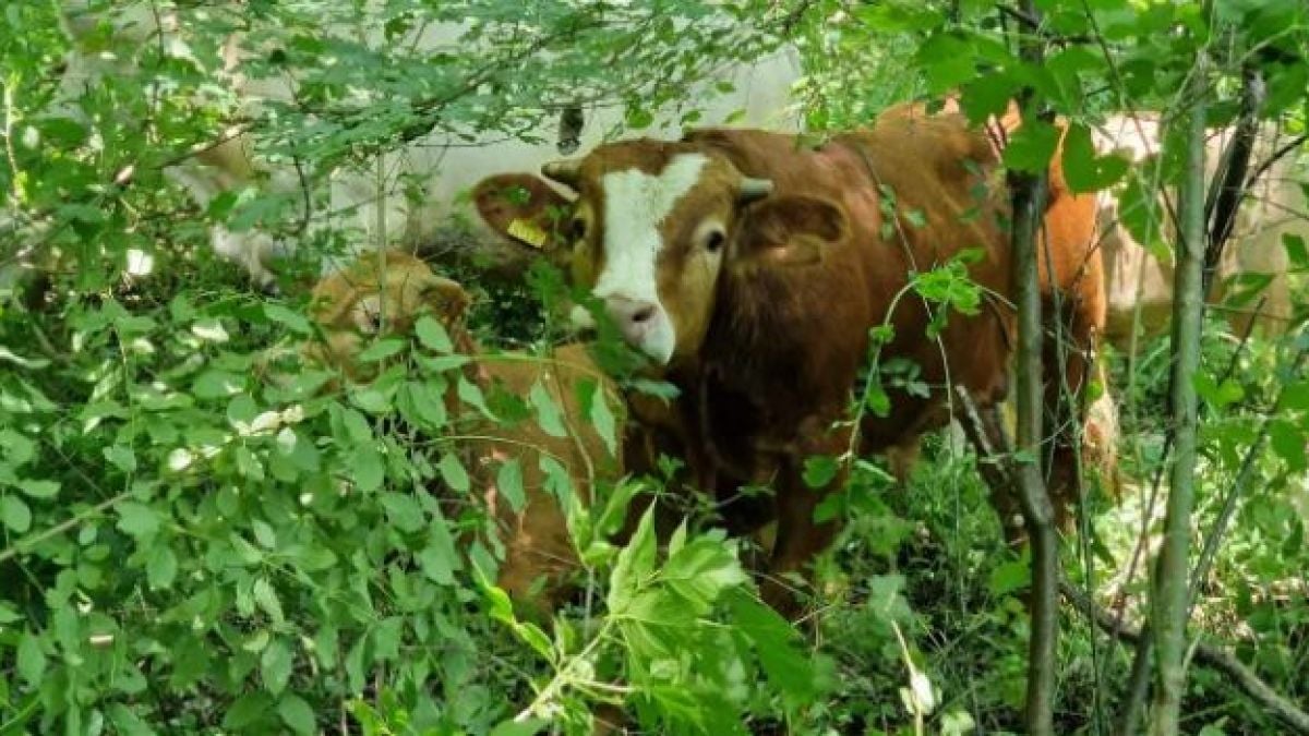 50 жертви на меле до Луковит бродят край пътя, полицаи ги вардят СНИМКИ