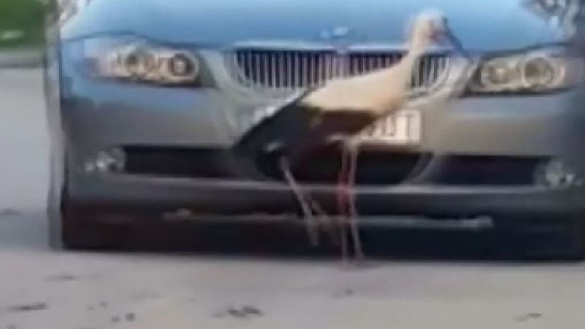 Агресивен щъркел тормози жителите на Луковит ВИДЕО 