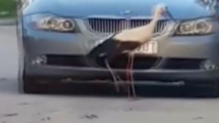 Агресивен щъркел тормози жителите на Луковит ВИДЕО 