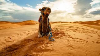 От камила за $3 милиона до самолет за соколи: Най-скъпите покупки на арабските шейхове