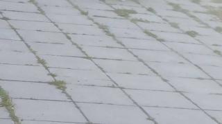 Злобно домашно куче нападна дете в столичен квартал, ето какво последва СНИМКИ