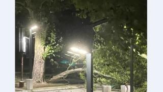 Страшно е: Бури обхванаха Северозападна България, повалят дървета по пътя си ВИДЕО