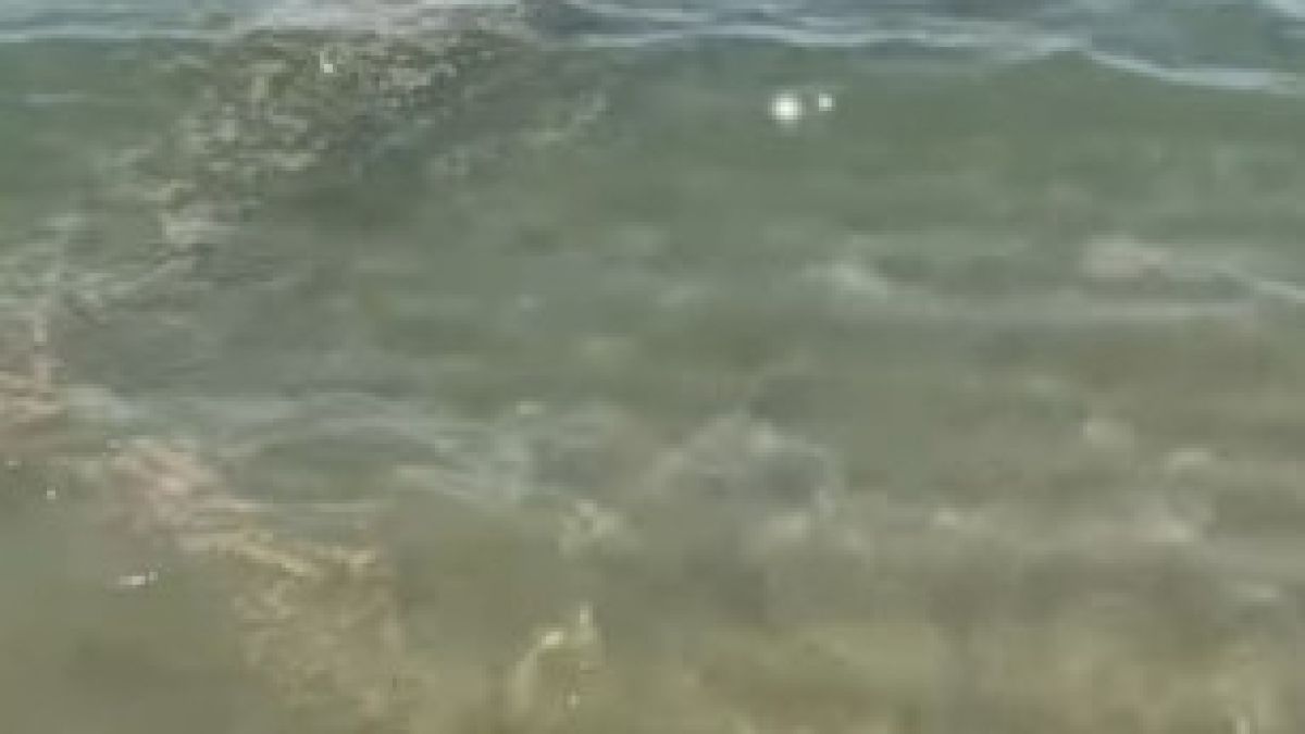 Отвратителна гледка във водата на плажа във Варна, летовниците в шок ВИДЕО