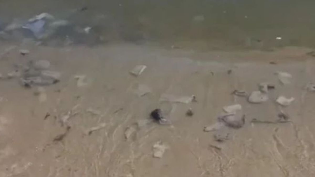 Скандални подробности за плуващите трупове на плъхове в морето край Варна ВИДЕО