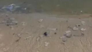 Скандални подробности за плуващите трупове на плъхове в морето край Варна ВИДЕО