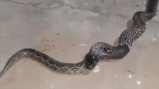 Кобра глътна цял питон пред очите на смаяни очевидци ВИДЕО 