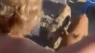 Диви прасета щурмуваха популярен плаж във... ВИДЕО
