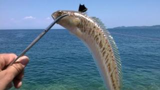 Ихтиолог бие тревога: Тези риби са отровни и живеят в Черно море