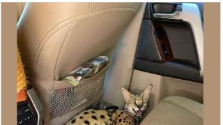 Търсят под дърво и камък дива котка в Бургас, била домашен любимец СНИМКИ