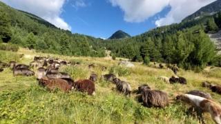 Уникална академия за овчари отвори врати у нас, ето какво учат ВИДЕО